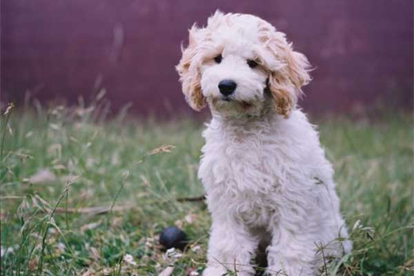 Fluffy white puppy sitting on grass