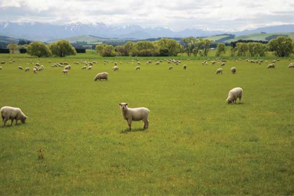 Sheep grazing on a green field with mountains