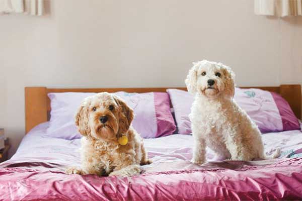 Two small dogs sitting on a bed