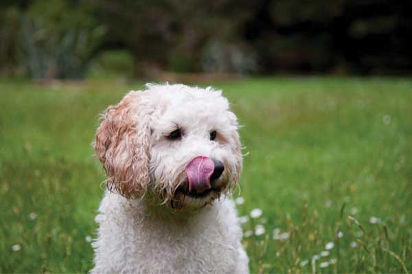 Fluffy dog licking nose in grassy field