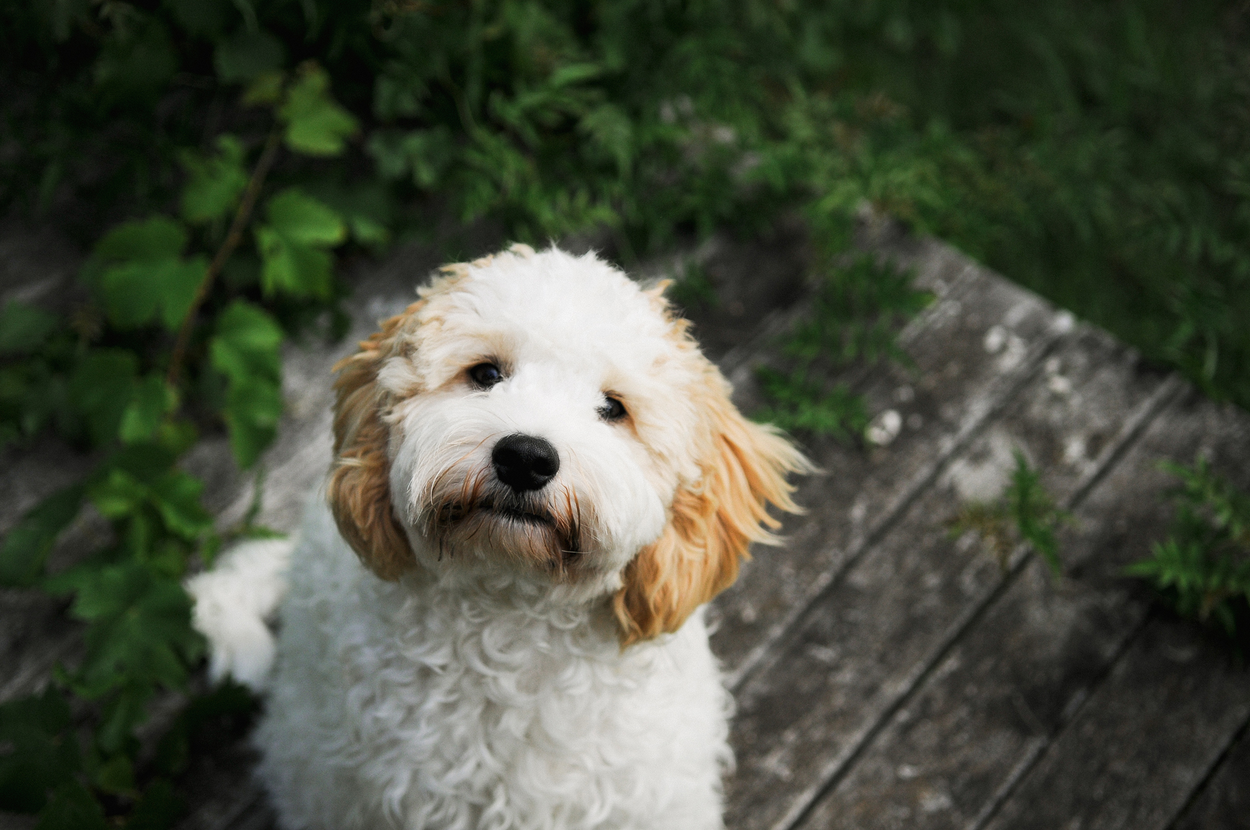 Fluffy white and tan dog sitting outdoors