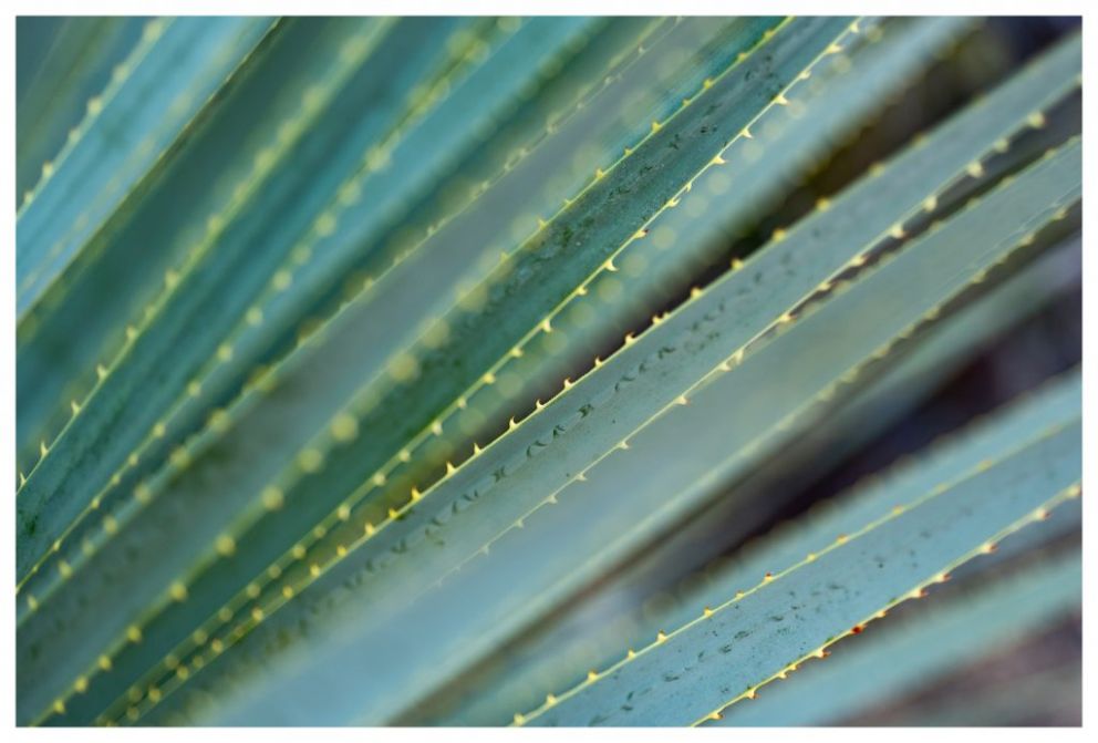 Close-up of spiky green plant leaves