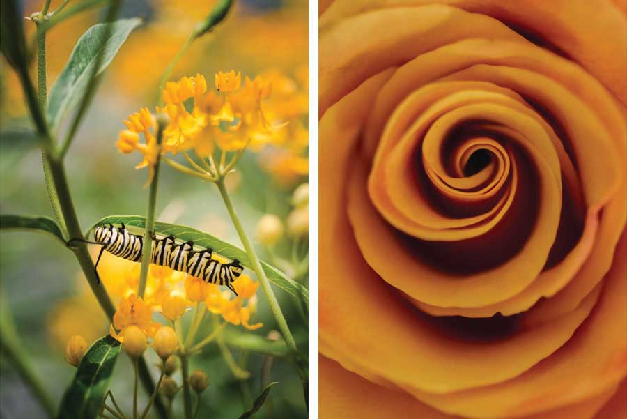 Caterpillar on yellow flowers and close-up orange rose