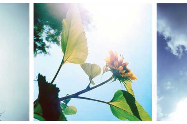 Sunflower under bright blue sky and sunlight