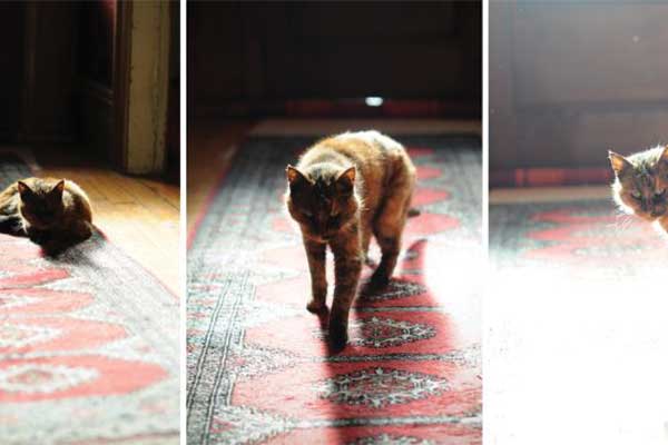 Cat walking on a sunlit patterned rug